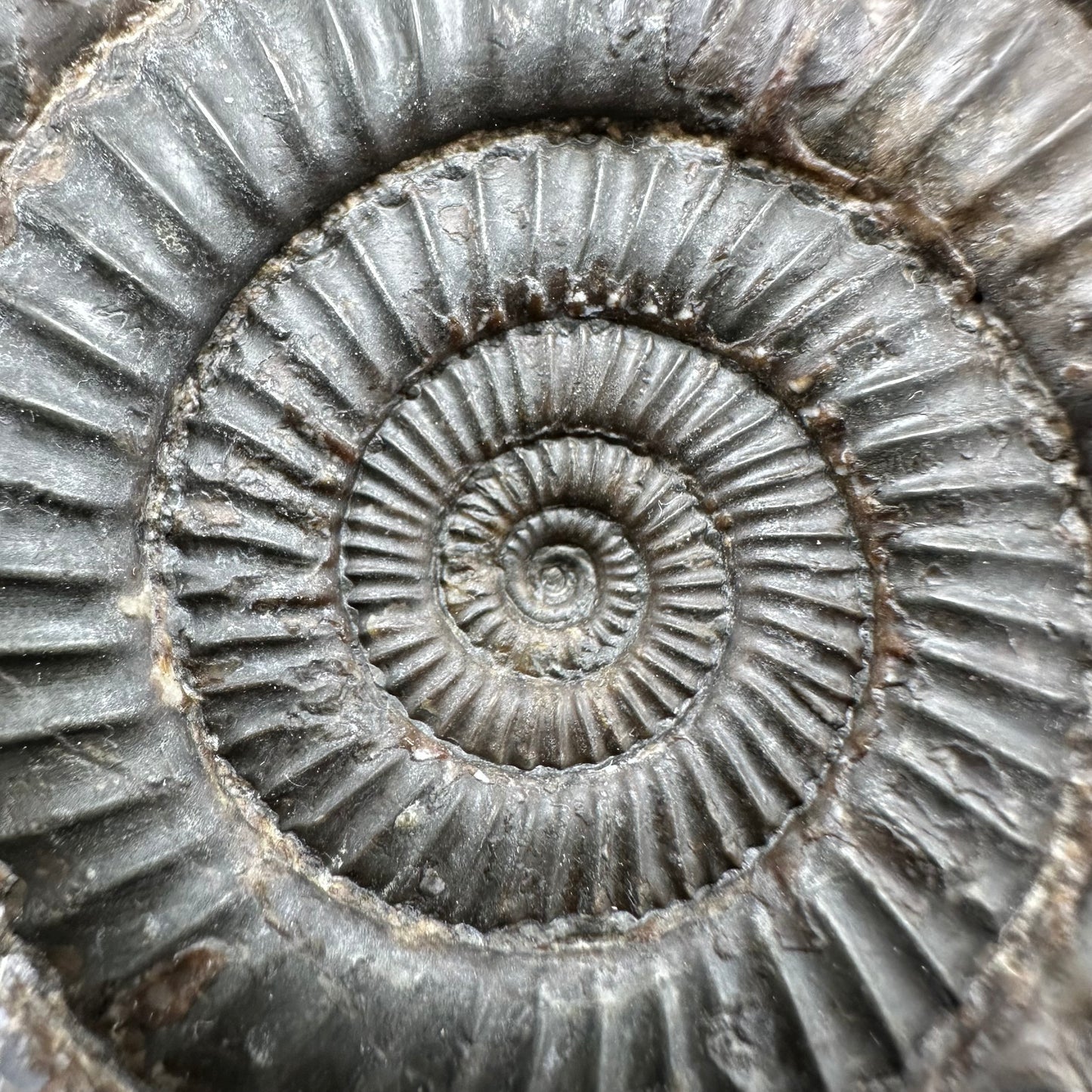 Dactylioceras Multi ammonite fossil with box and stand - Whitby, North Yorkshire Jurassic Coast, Yorkshire Fossils