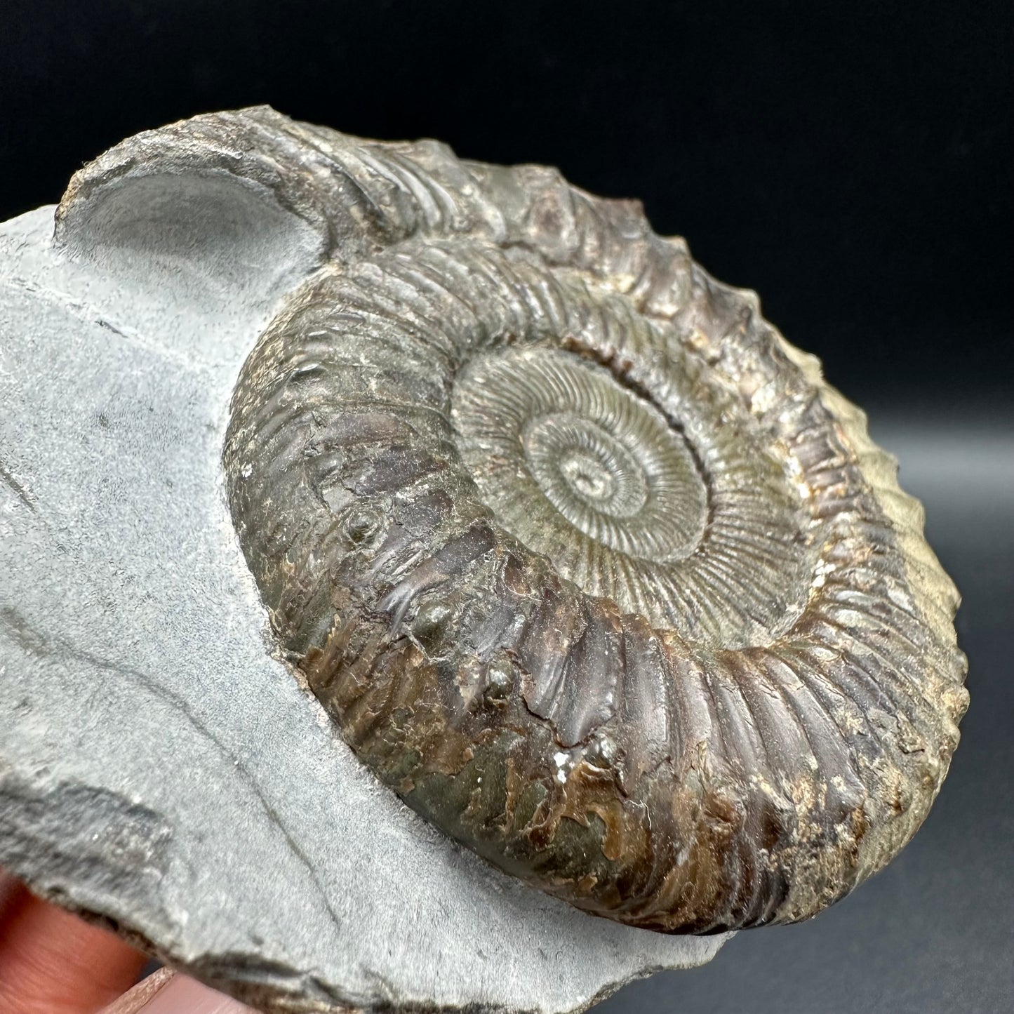 Peronoceras fibulatum Ammonite fossil with box and stand - Whitby, North Yorkshire Jurassic Coast Yorkshire Fossils