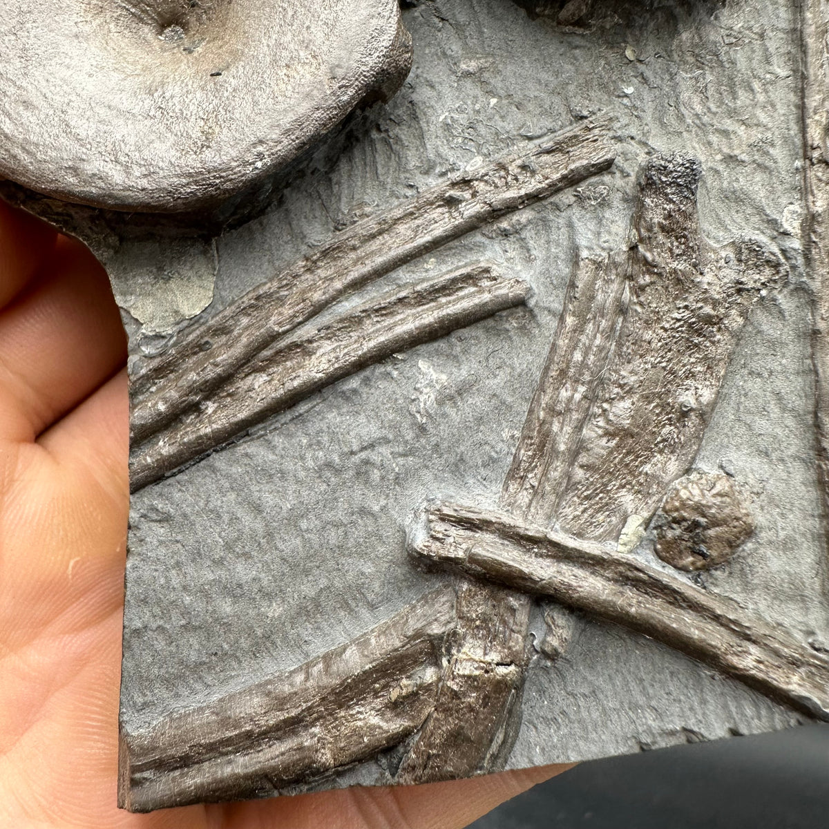 Ichthyosaur Vertebrae fossil / ribs with box and stand - Whitby, North Yorkshire Jurassic Coast, Yorkshire fossils found on the Jurassic Coast