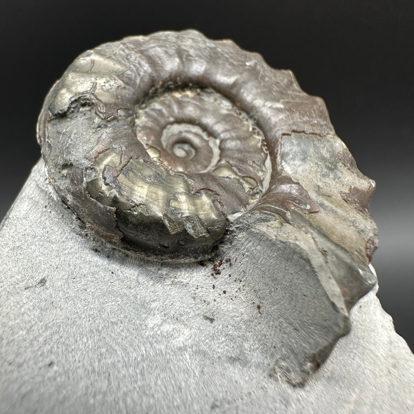 Agassiceras shell fossil with box and stand - Whitby, North Yorkshire Jurassic Coast Yorkshire Fossils