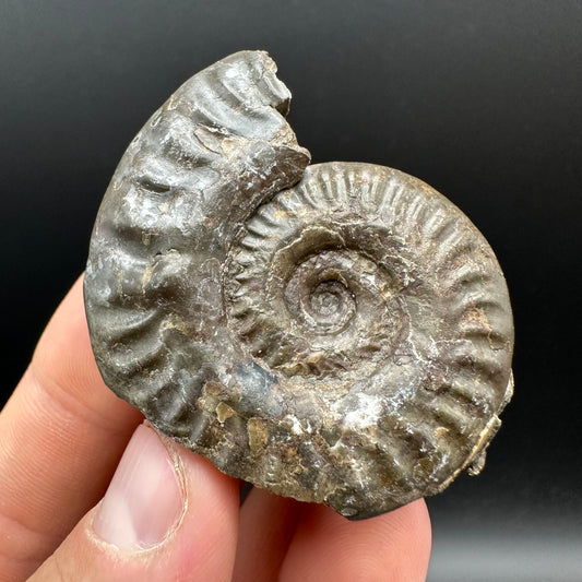 Hildoceras Ammonite nodule (split pair) Fossil With Box And Stand - Whitby, North Yorkshire Jurassic Coast Yorkshire Fossils