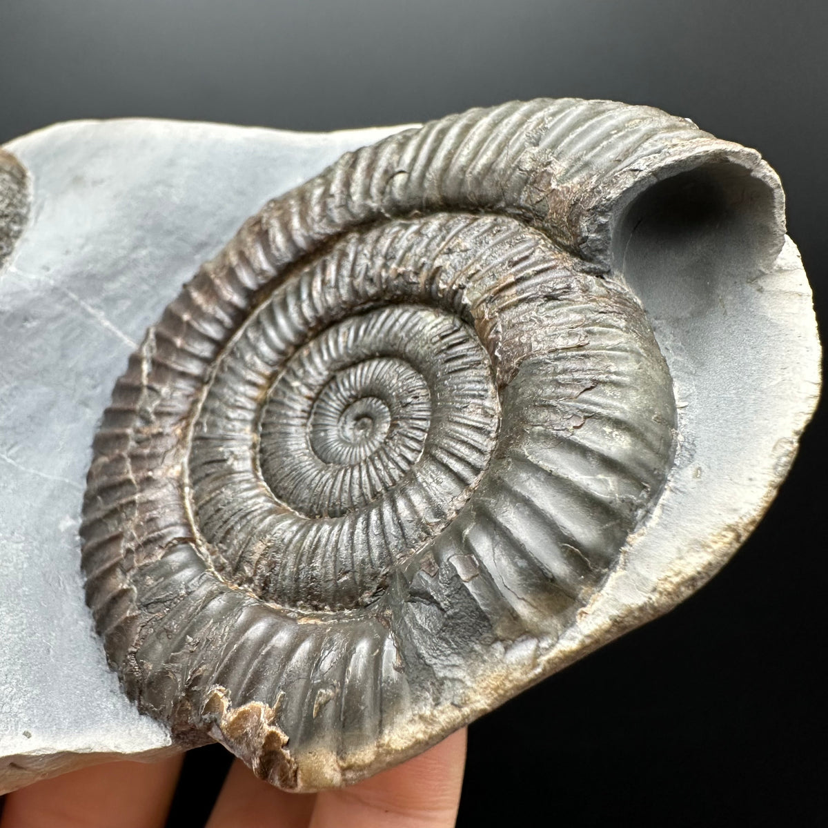 Dactylioceras Ammonite Fossil With Stand - Whitby, North Yorkshire Jurassic Coast Yorkshire Fossils