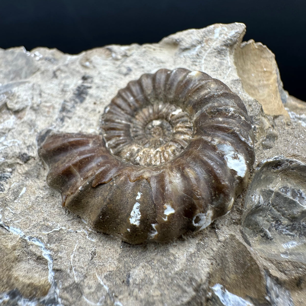 Androgynoceras capricornus Ammonite Fossil With Stand - Whitby, North Yorkshire Jurassic Coast Yorkshire Fossils