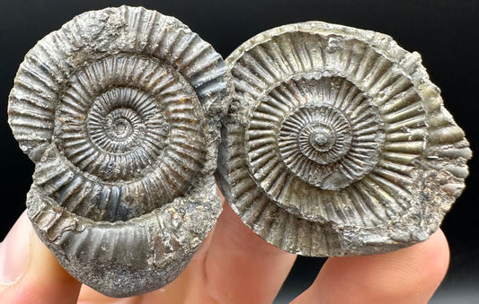Dactylioceras Ammonite nodule (split pair) Fossil With Box And Stand - Whitby, North Yorkshire Jurassic Coast Yorkshire Fossils