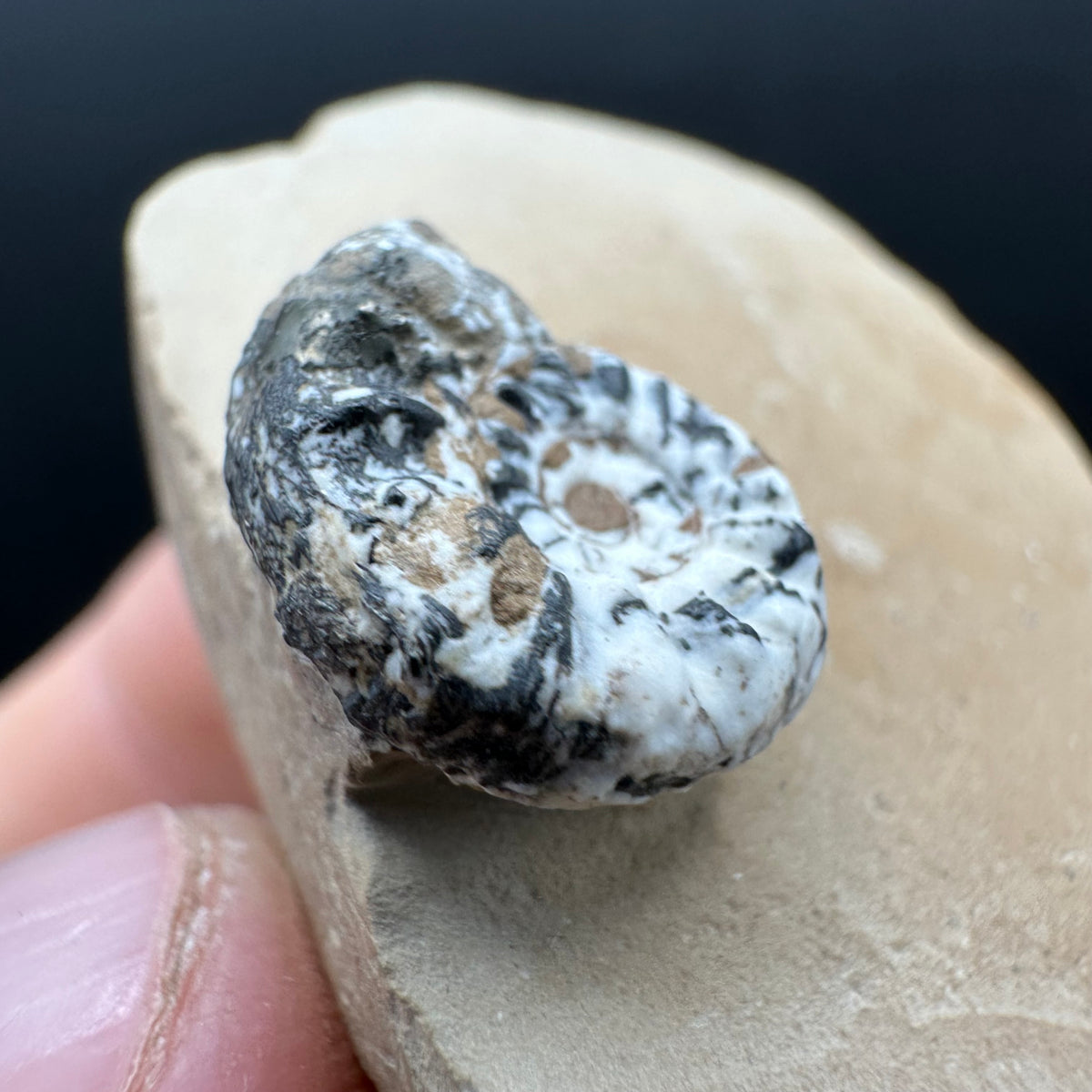 Amaltheus subnodosus Ammonite fossil with stand - Whitby, North Yorkshire Jurassic Coast Yorkshire Fossils