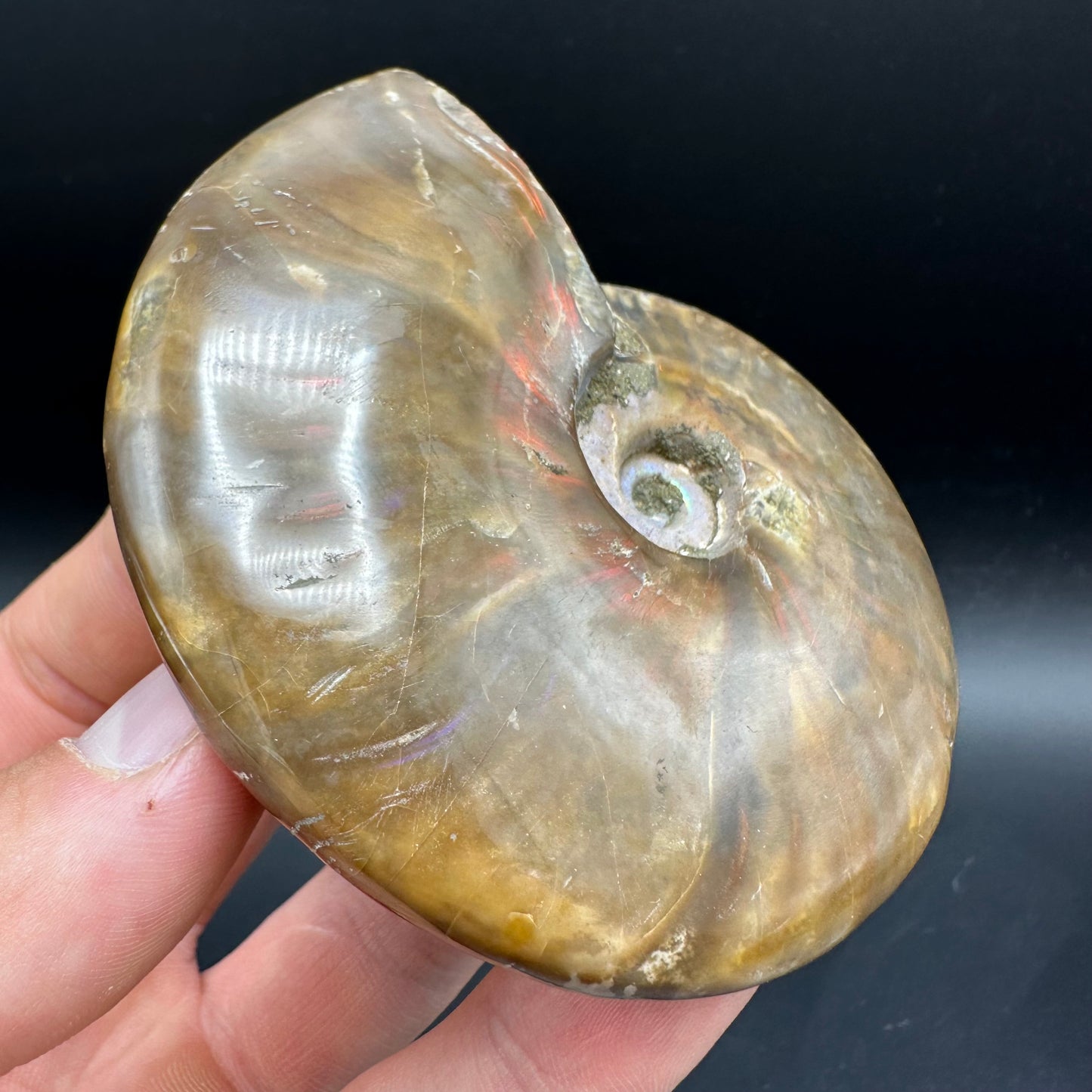 Cleoniceras Ammonite Fossil With Box And Stand - Cretaceous Ammonite Madagascar