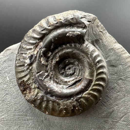 Hildoceras Bifrons Ammonite fossil with box and stand - Whitby, North Yorkshire Jurassic Coast, Yorkshire Fossils from the Jurassic Coast