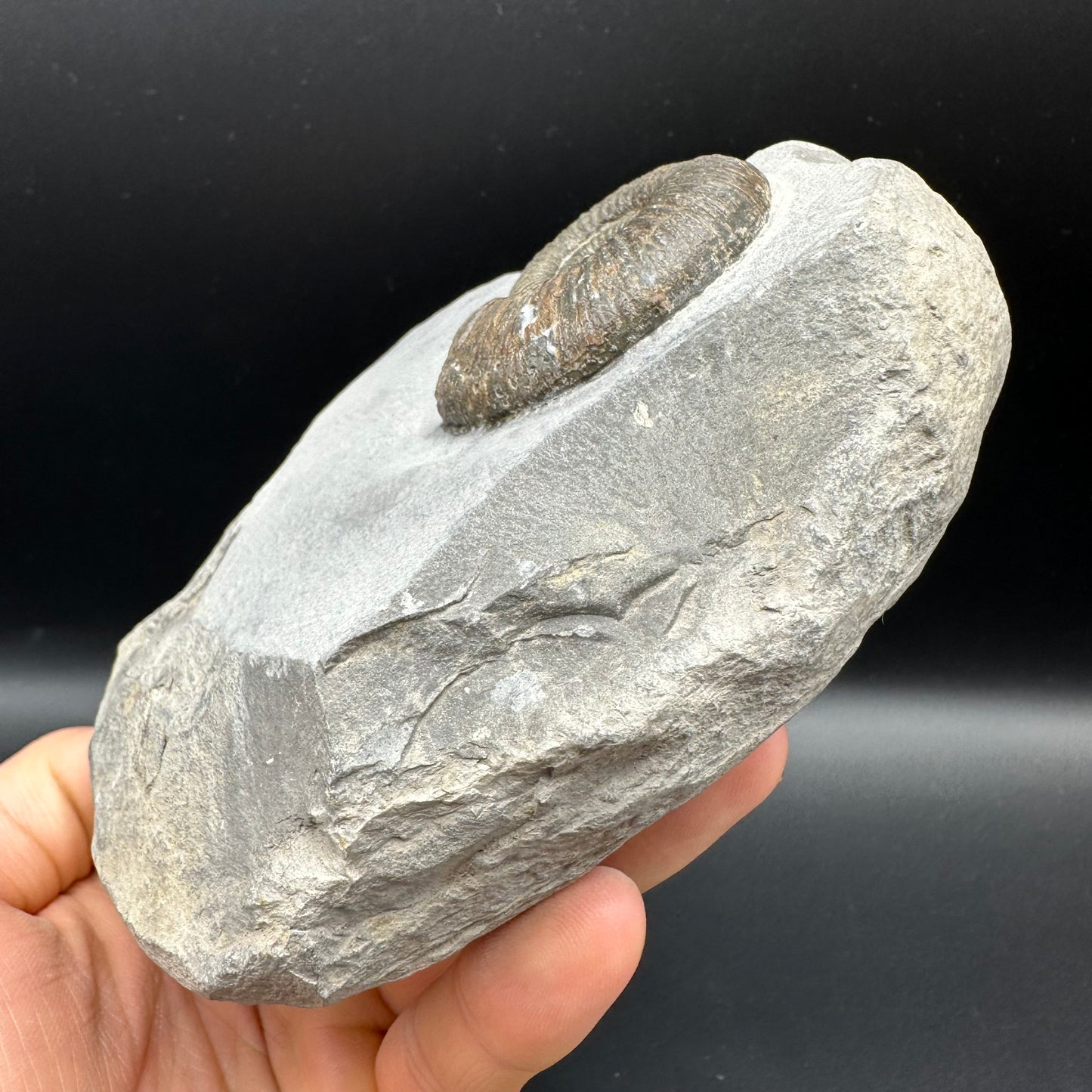 Dactylioceras semicelatum Ammonite fossil - Whitby, North Yorkshire Jurassic Coast Yorkshire Fossils