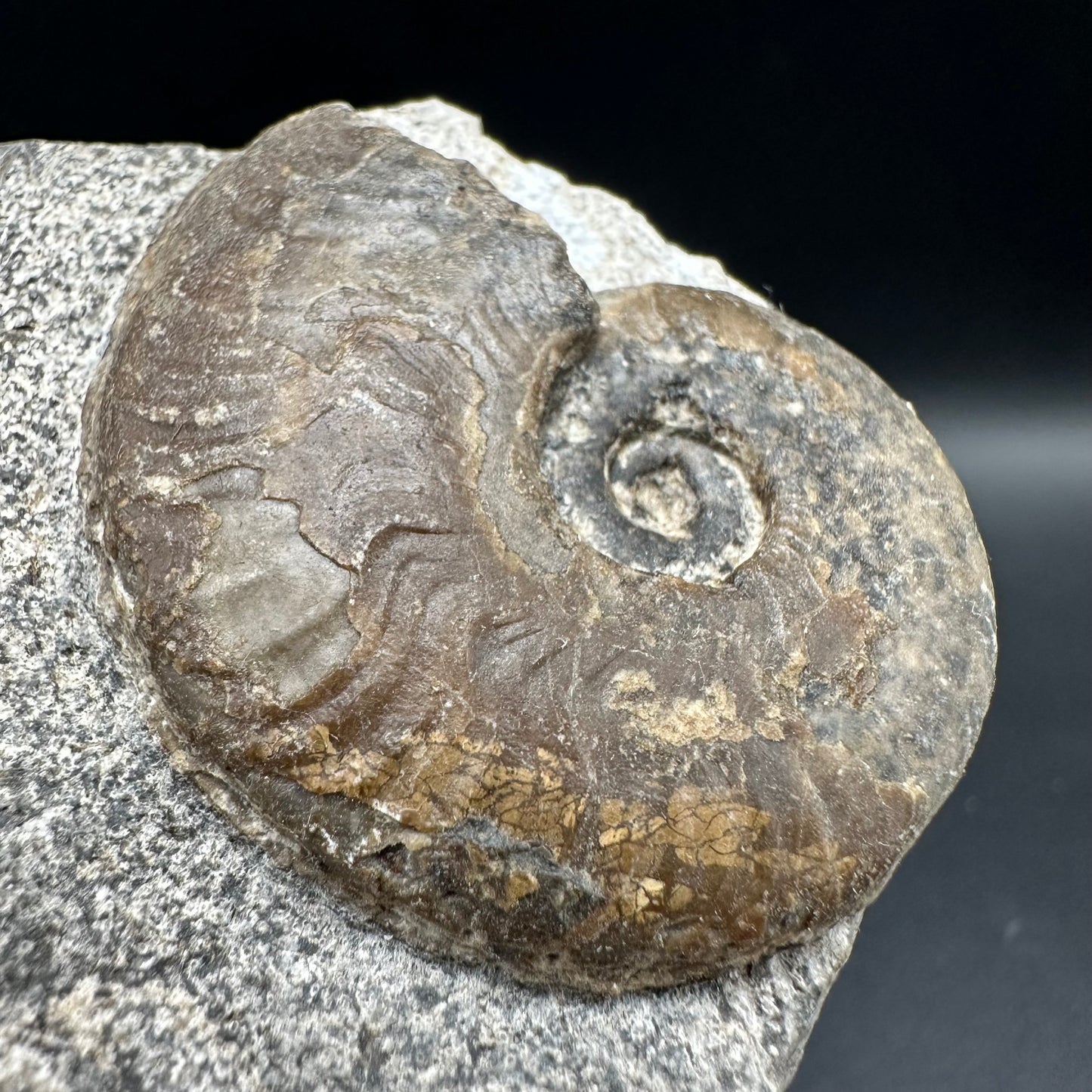 Harpoceras Sp. Ammonite fossil with box and stand - Whitby, North Yorkshire Jurassic Coast Yorkshire Fossils