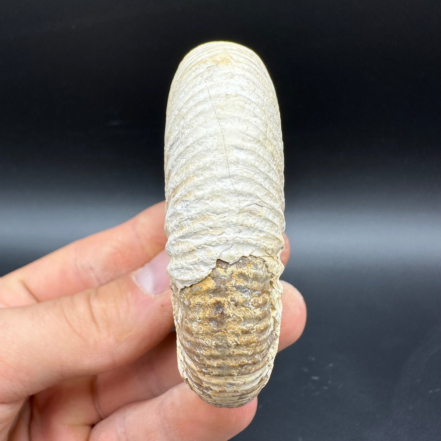 Dichotomosphinctes Ammonite Fossil With Box And Stand - Middle Jurassic Ammonite Madagascar