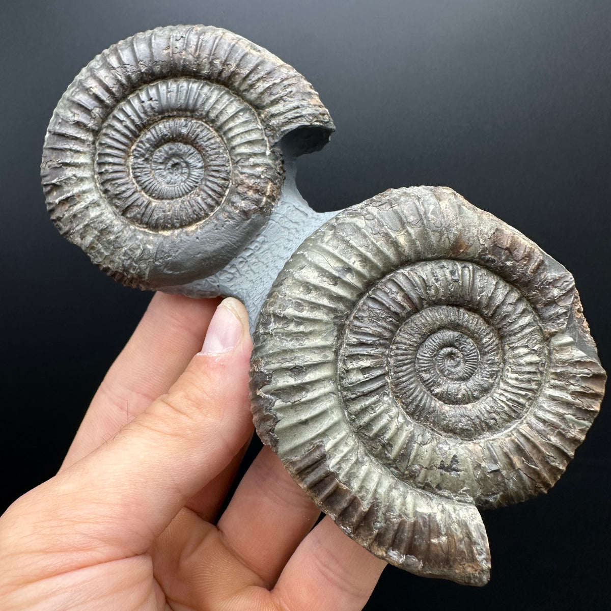 Dactylioceras Ammonite Fossil With Stand - Whitby, North Yorkshire Jurassic Coast Yorkshire Fossils