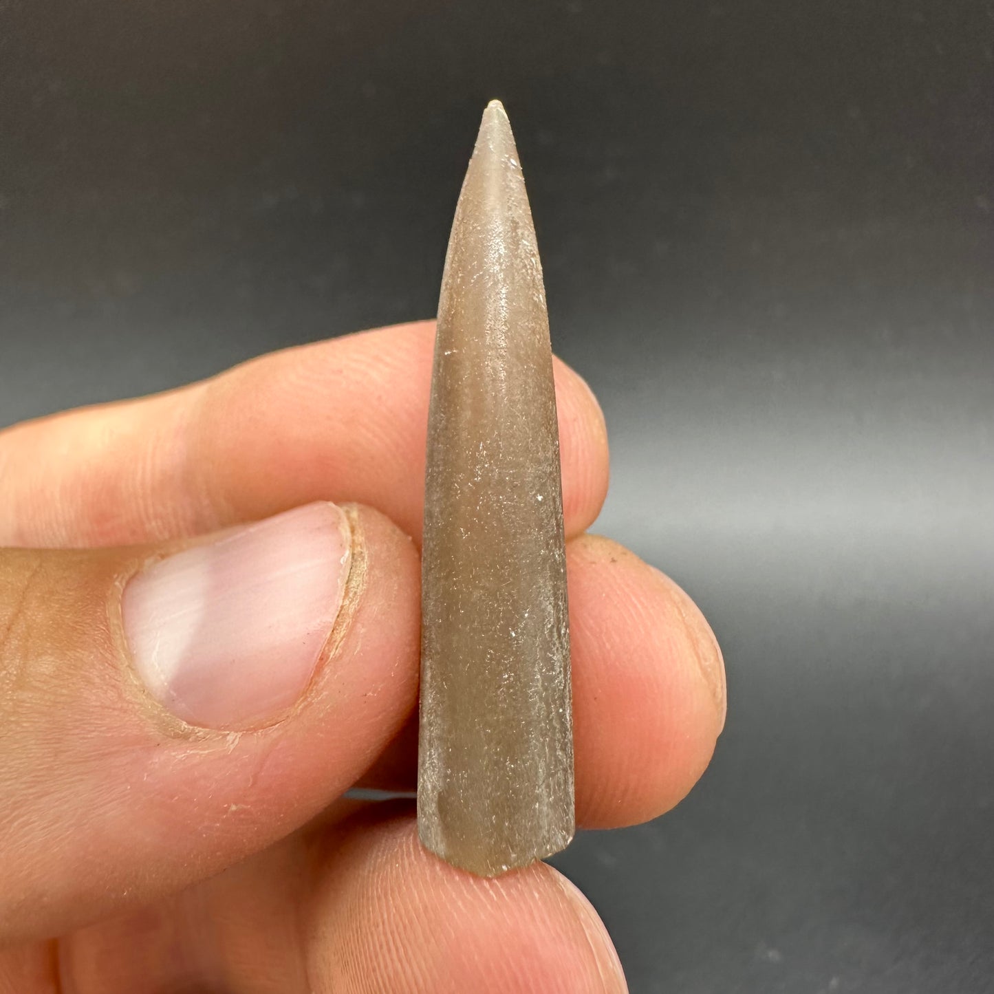 Belemnite (Fossil Squid) shell fossil - Whitby, North Yorkshire Jurassic Coast Yorkshire Fossils