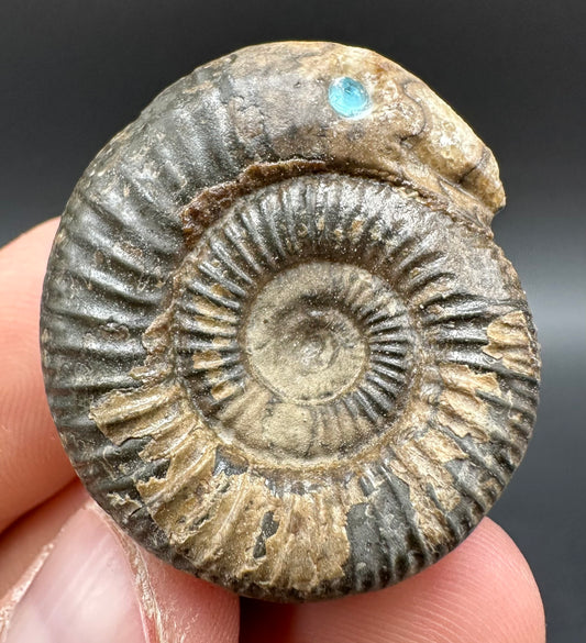 Snakestone Ammonite Fossil With Bag/Box And Stand - Whitby, North Yorkshire Jurassic Coast Yorkshire Fossils