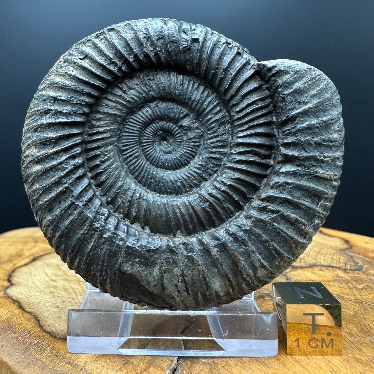Dactylioceras Ammonite Fossil With box and Stand - Whitby, North Yorkshire Jurassic Coast Yorkshire Fossils