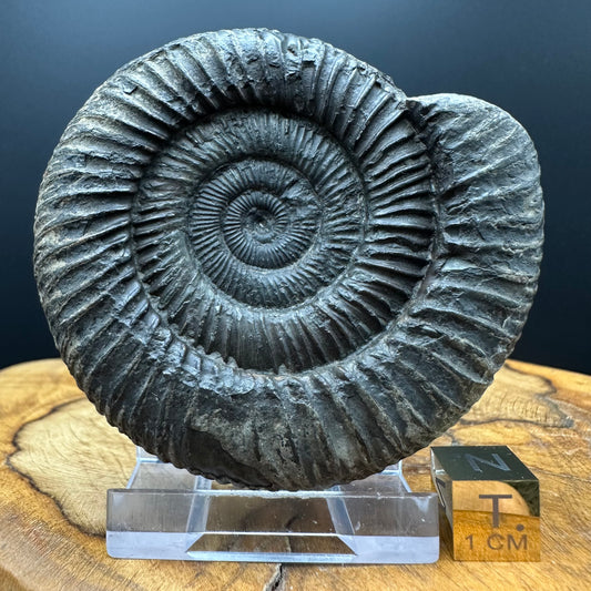 Dactylioceras Ammonite Fossil With box and Stand - Whitby, North Yorkshire Jurassic Coast Yorkshire Fossils