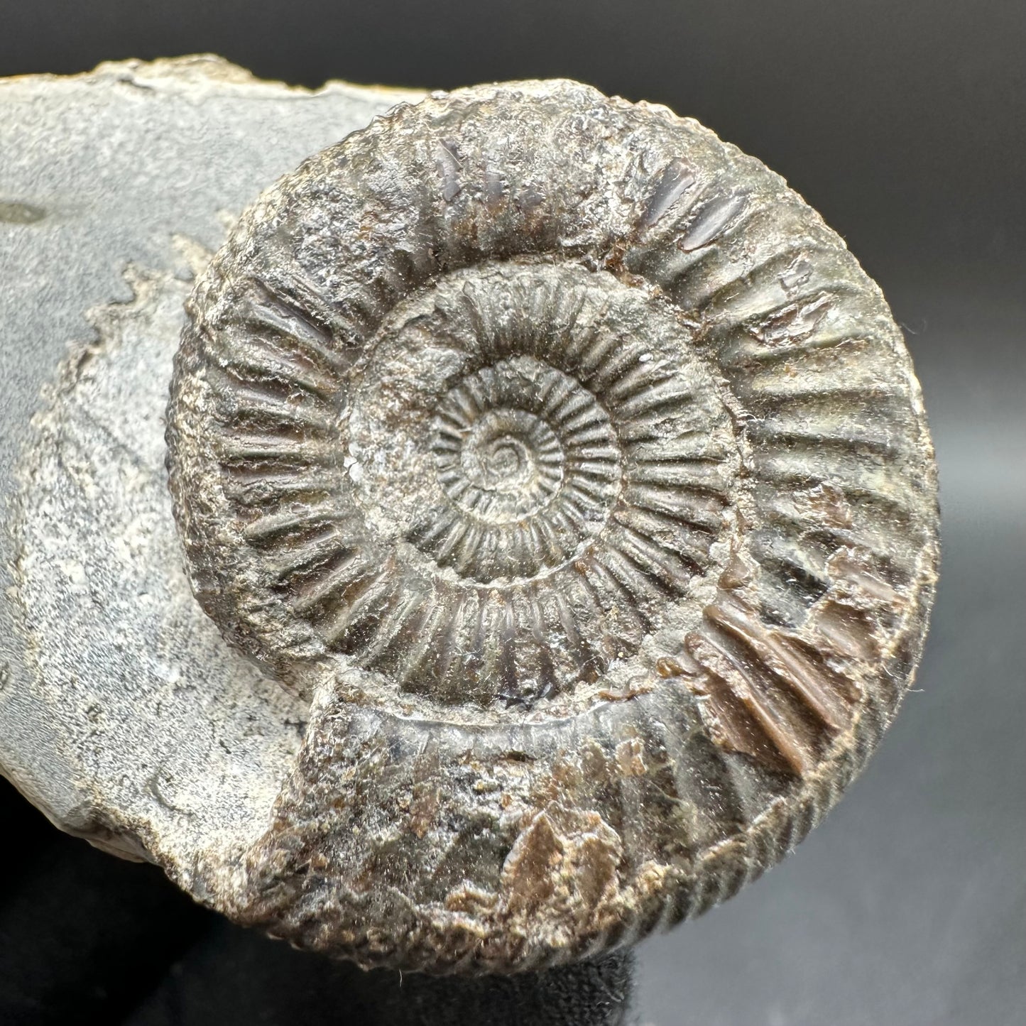 Dactylioceras Ammonite Fossil With Box And Stand - Whitby, North Yorkshire Jurassic Coast Yorkshire Fossils