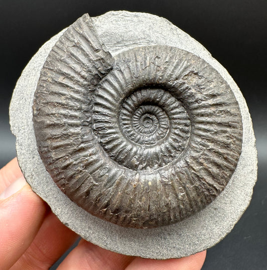 Dactylioceras semicelatum Ammonite fossil with box and stand - Whitby, North Yorkshire Jurassic Coast Yorkshire Fossils