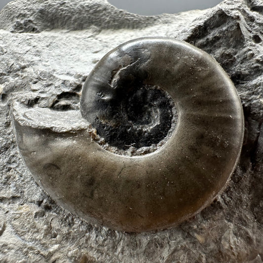 Agassiceras sp. ammonite fossil with box and stand - Whitby, North Yorkshire Jurassic Coast Yorkshire Fossils