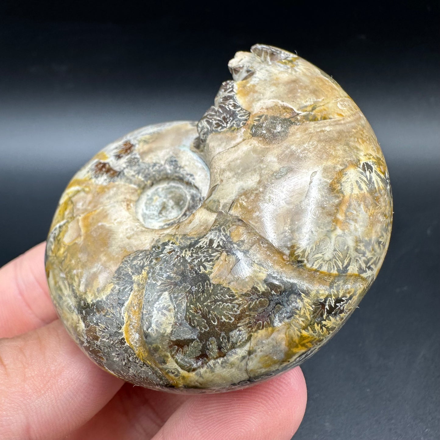 Puzosia Ammonite Fossil With Box And Stand - Cretaceous Ammonite Madagascar