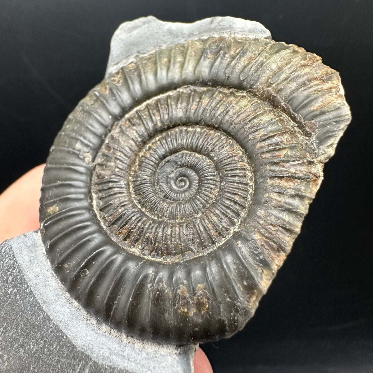 Dactylioceras Ammonite nodule (split pair) Fossil With Box And Stand - Whitby, North Yorkshire Jurassic Coast Yorkshire Fossils