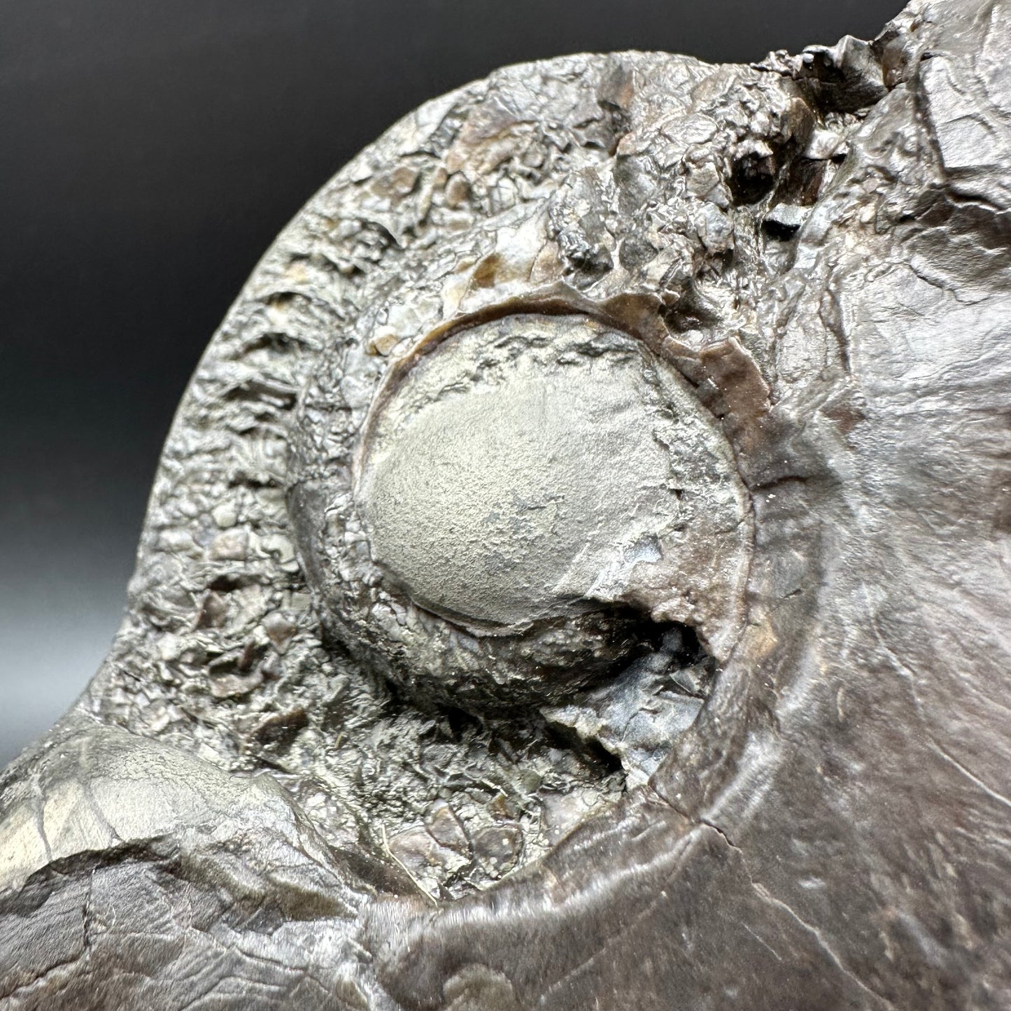 Golden Egg (GENUINE) Ammonite Fossil With Stand - Whitby, North Yorkshire Jurassic Coast Yorkshire Fossils