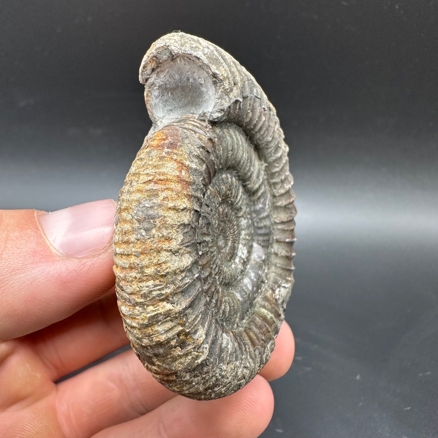Dactylioceras Ammonite Fossil With box and Stand - Whitby, North Yorkshire Jurassic Coast Yorkshire Fossils