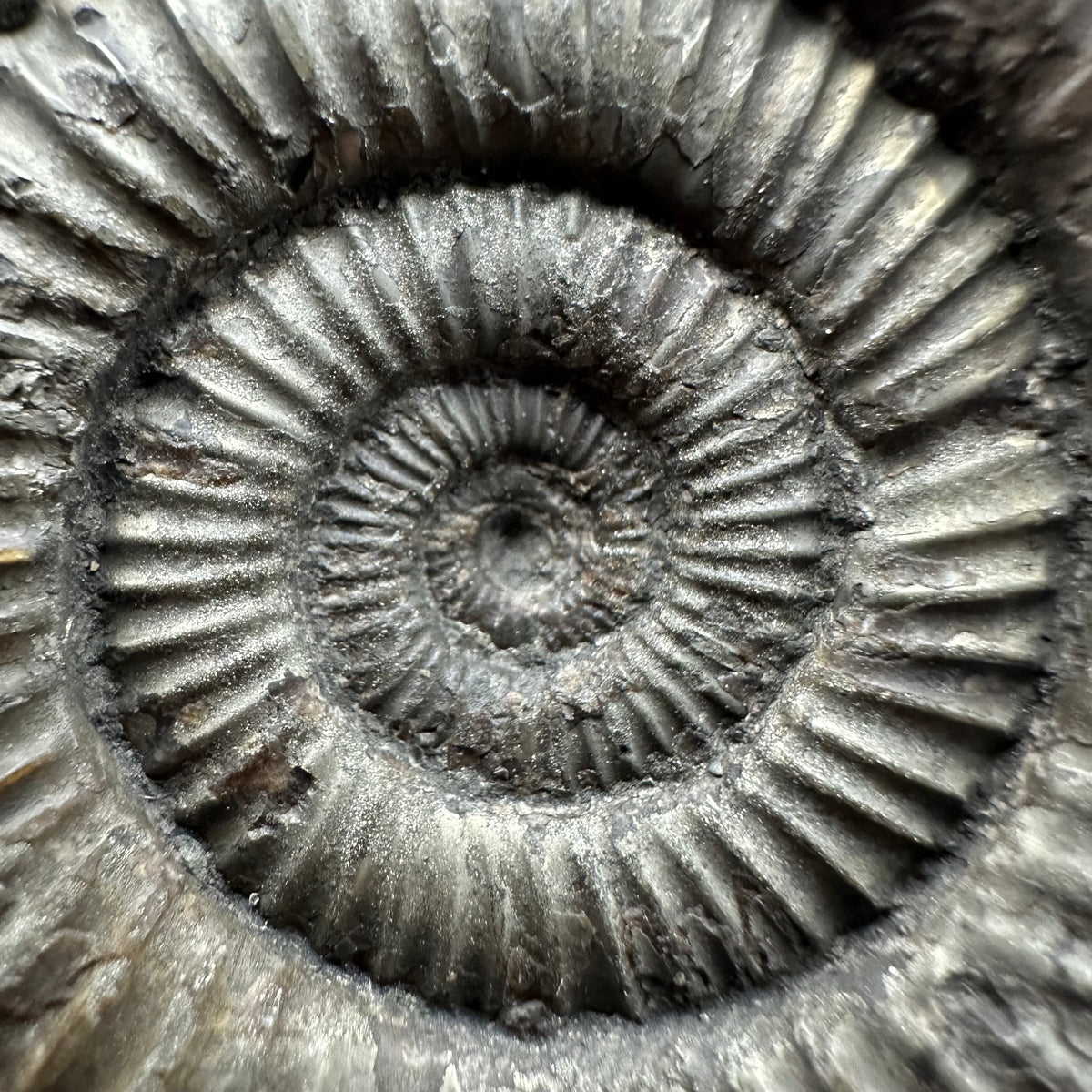 Dactylioceras Ammonite Fossil With box and Stand - Whitby, North Yorkshire Jurassic Coast Yorkshire Fossils
