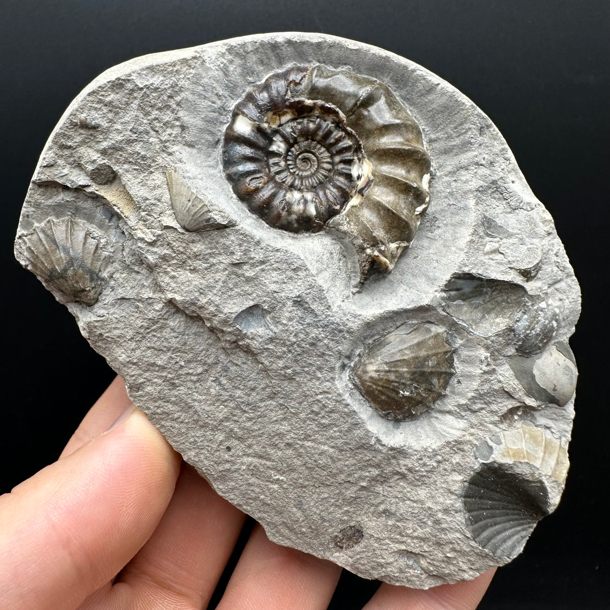 Androgynoceras maculatum ammonite fossil with stand - Whitby, North Yorkshire Jurassic Coast Yorkshire Fossils