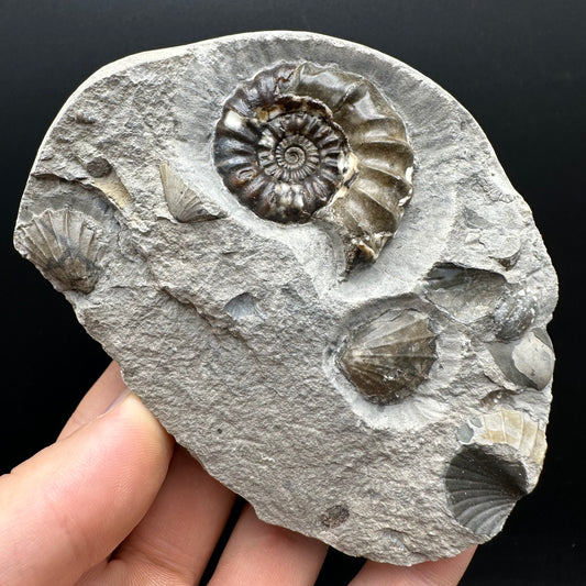 Androgynoceras maculatum ammonite fossil with stand - Whitby, North Yorkshire Jurassic Coast Yorkshire Fossils