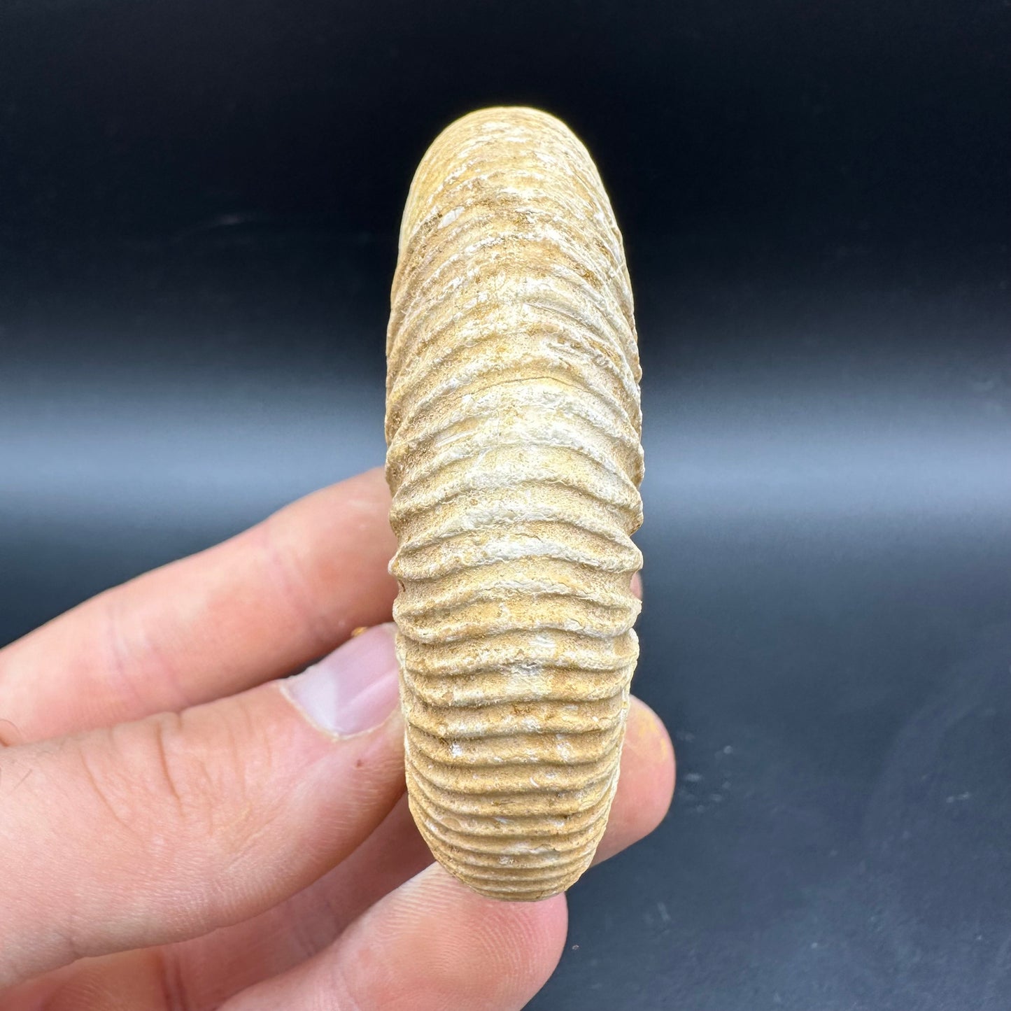 Dichotomosphinctes Ammonite Fossil With Box And Stand - Middle Jurassic Ammonite Madagascar