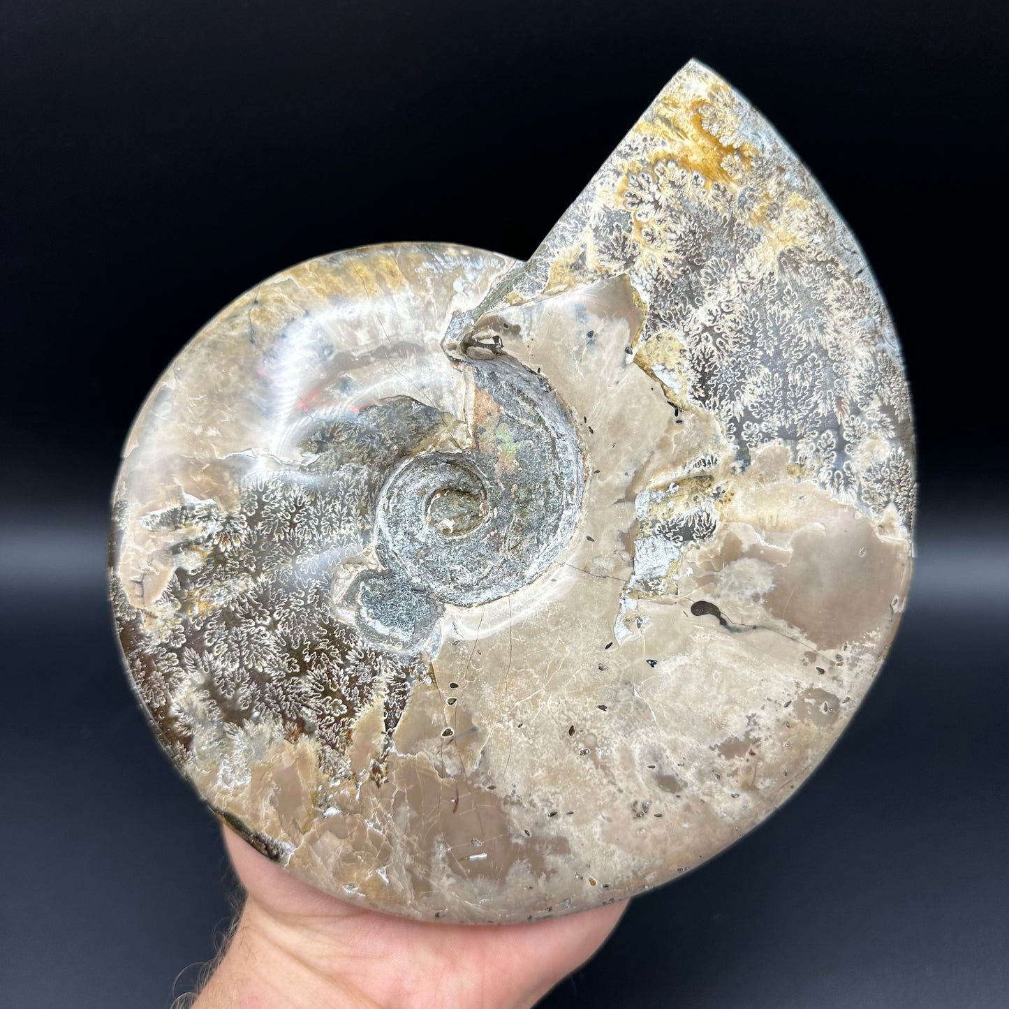 Cleoniceras Ammonite Fossil With Stand - Cretaceous Ammonite Madagascar