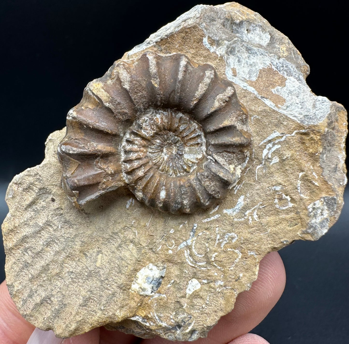 Androgynoceras capricornus Ammonite fossil with box and stand - Whitby, North Yorkshire Jurassic Coast Yorkshire Fossils