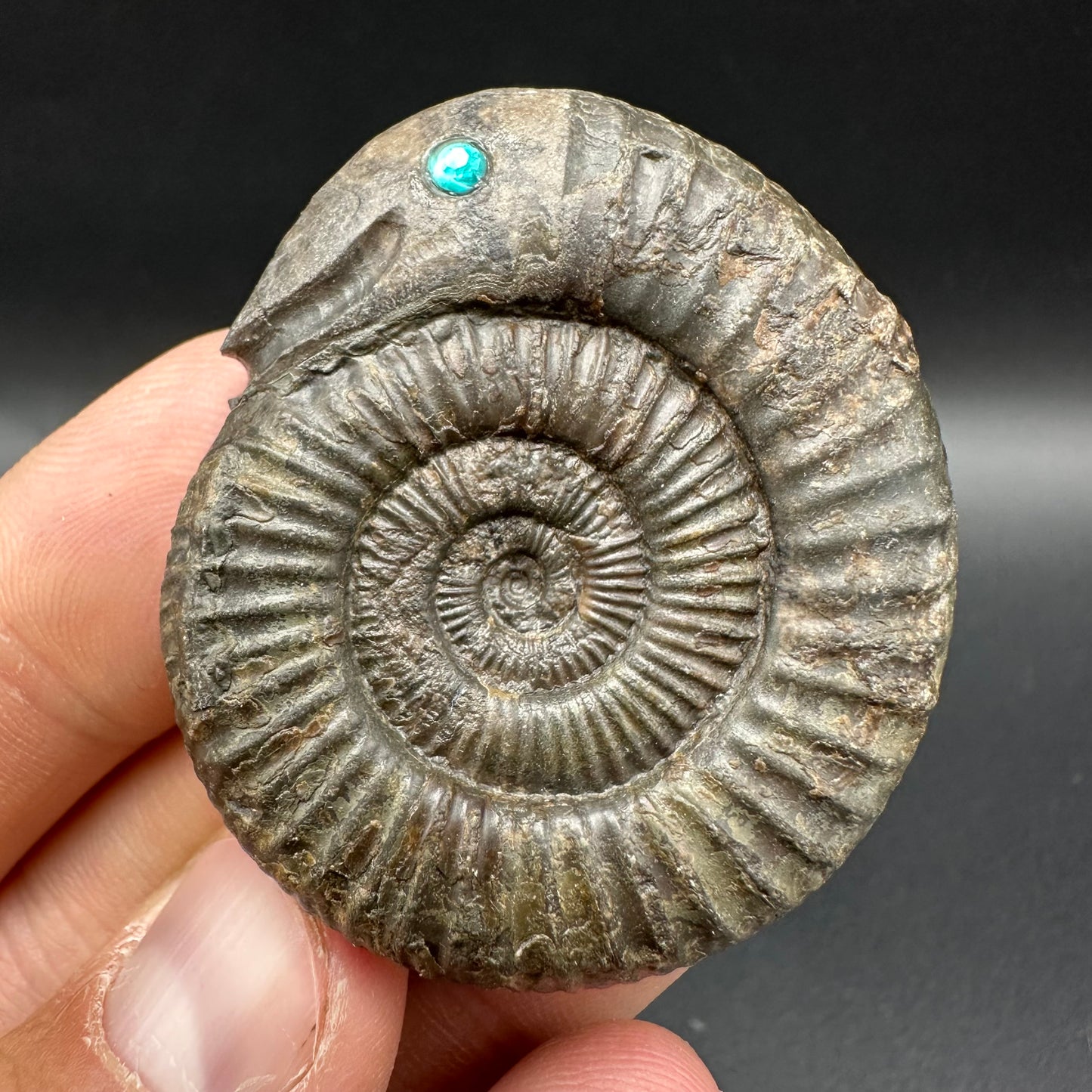 Snakestone Ammonite Fossil With Bag/Box And Stand - Whitby, North Yorkshire Jurassic Coast Yorkshire Fossils