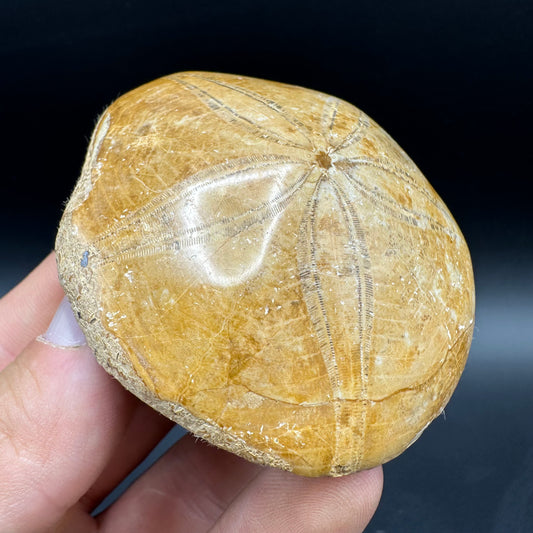 Holectypus Sea Urchin Fossil With Box And Stand - Middle Jurassic Madagascar