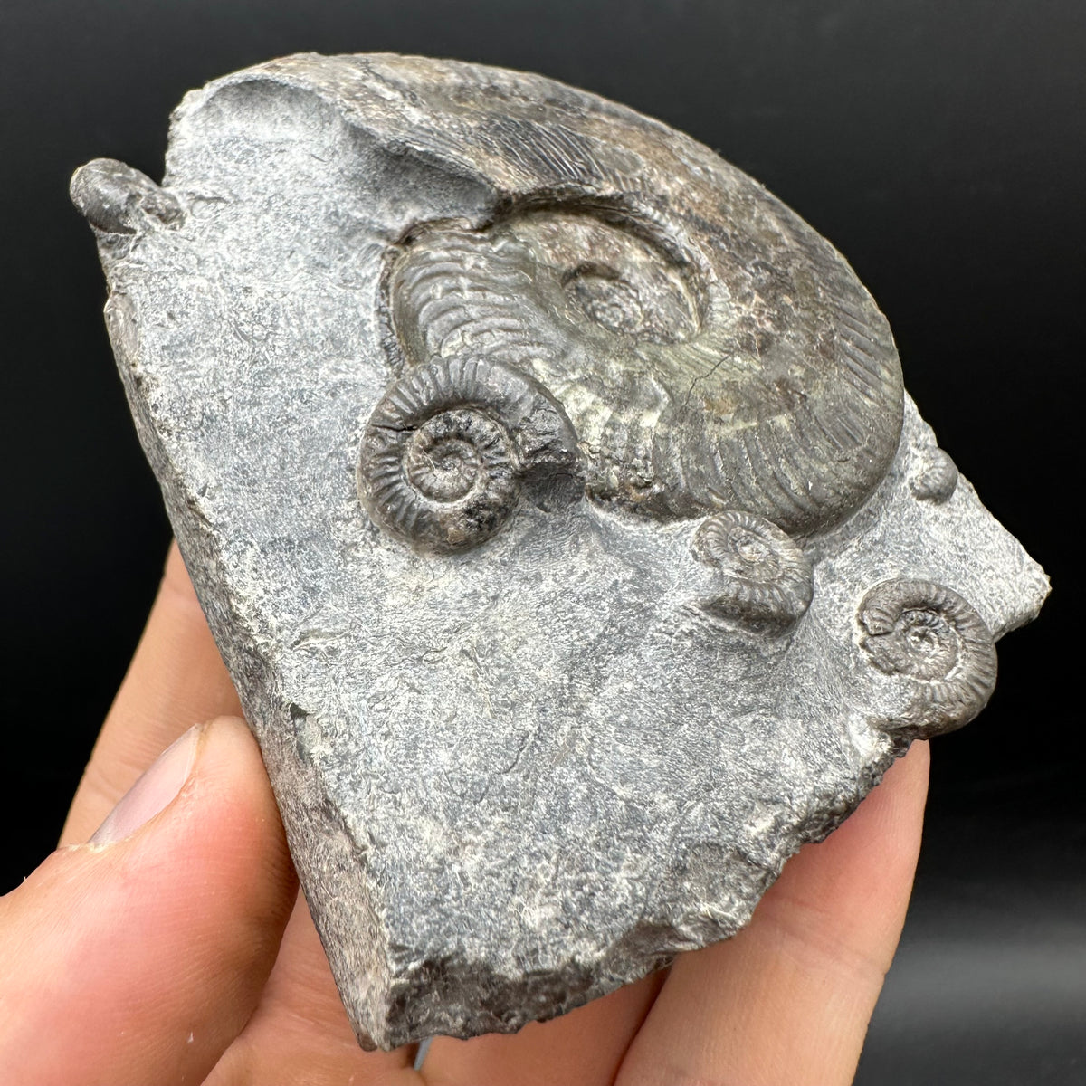 Harpoceras Sp. Ammonite fossil with stand - Whitby, North Yorkshire Jurassic Coast Yorkshire Fossils
