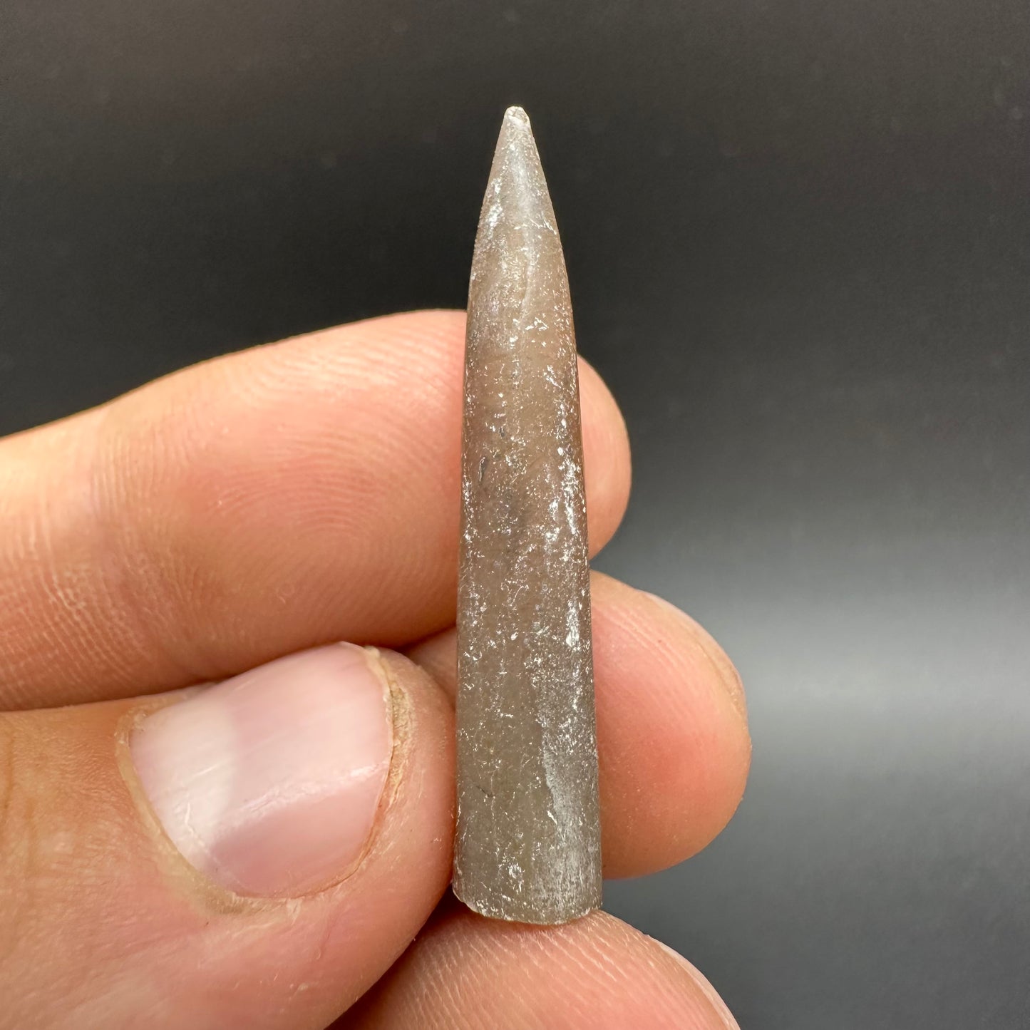 Belemnite (Fossil Squid) shell fossil - Whitby, North Yorkshire Jurassic Coast Yorkshire Fossils