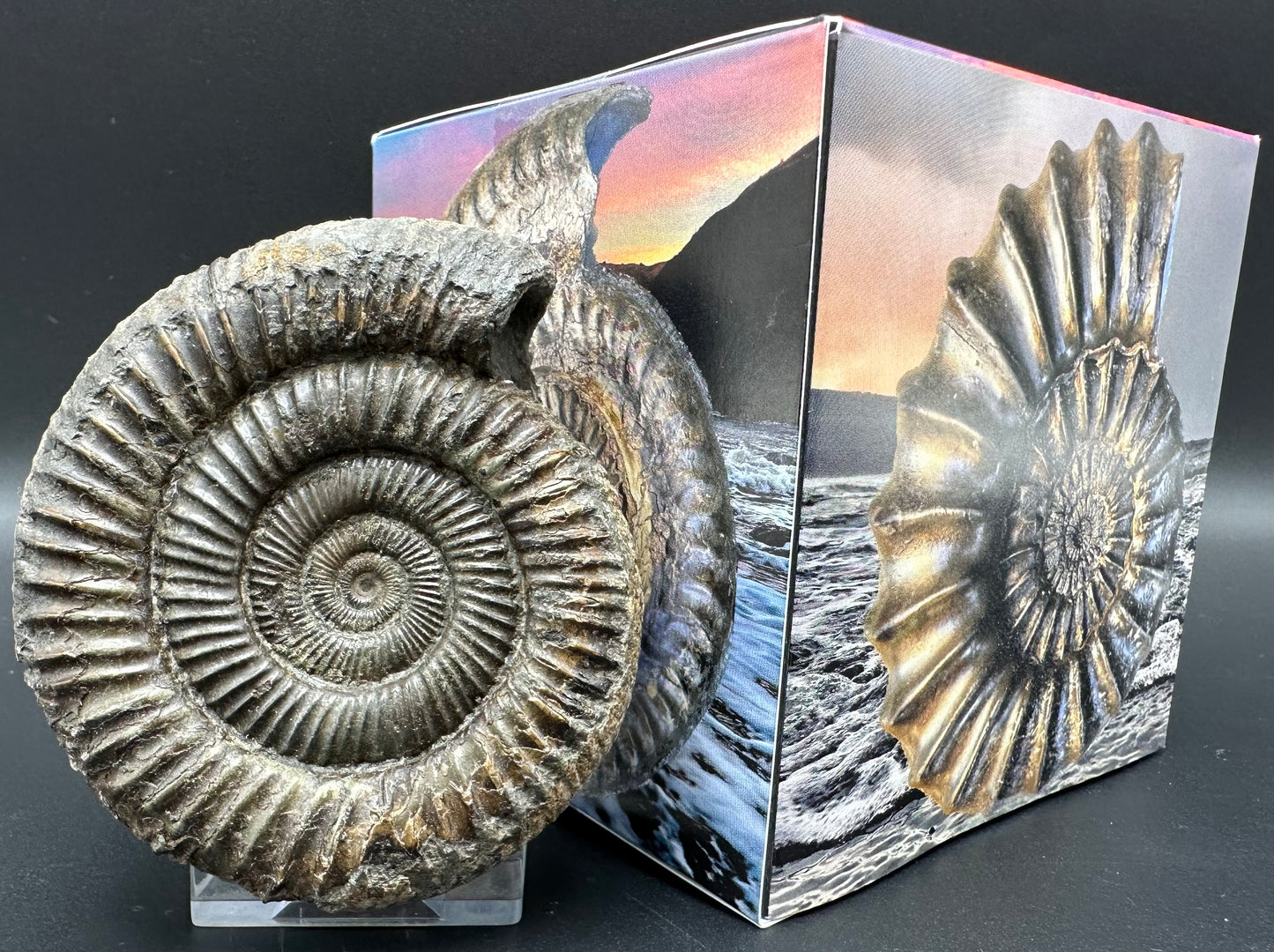 Dactylioceras Ammonite Fossil With Box And Stand - Whitby, North Yorkshire Jurassic Coast Yorkshire Fossils