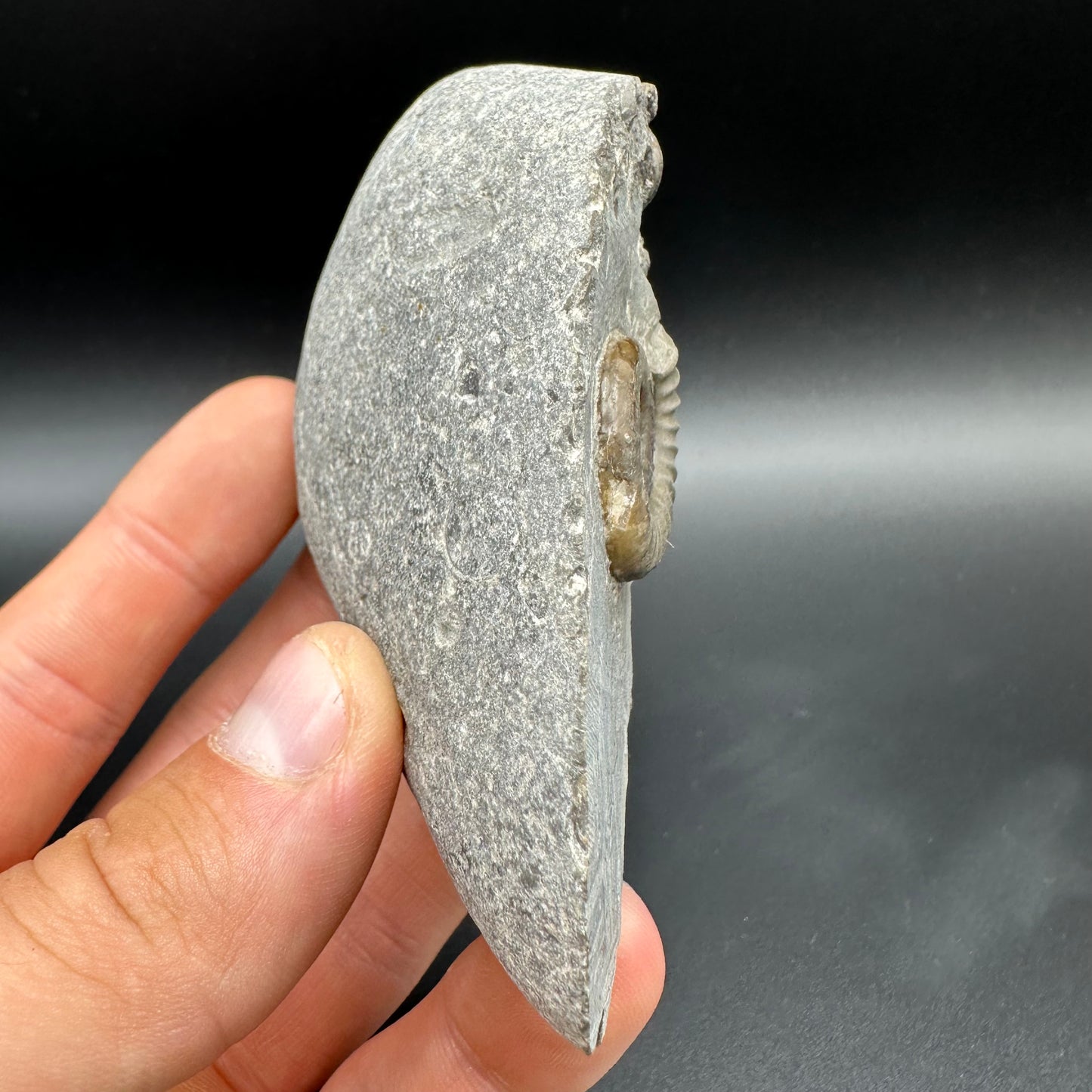 Arnioceras ammonite shell fossil with box and stand - Whitby, North Yorkshire Jurassic Coast Yorkshire Fossils