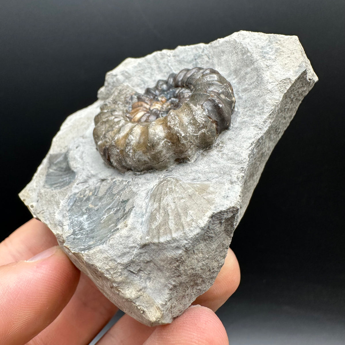 Androgynoceras maculatum ammonite fossil with box and stand - Whitby, North Yorkshire Jurassic Coast Yorkshire Fossils