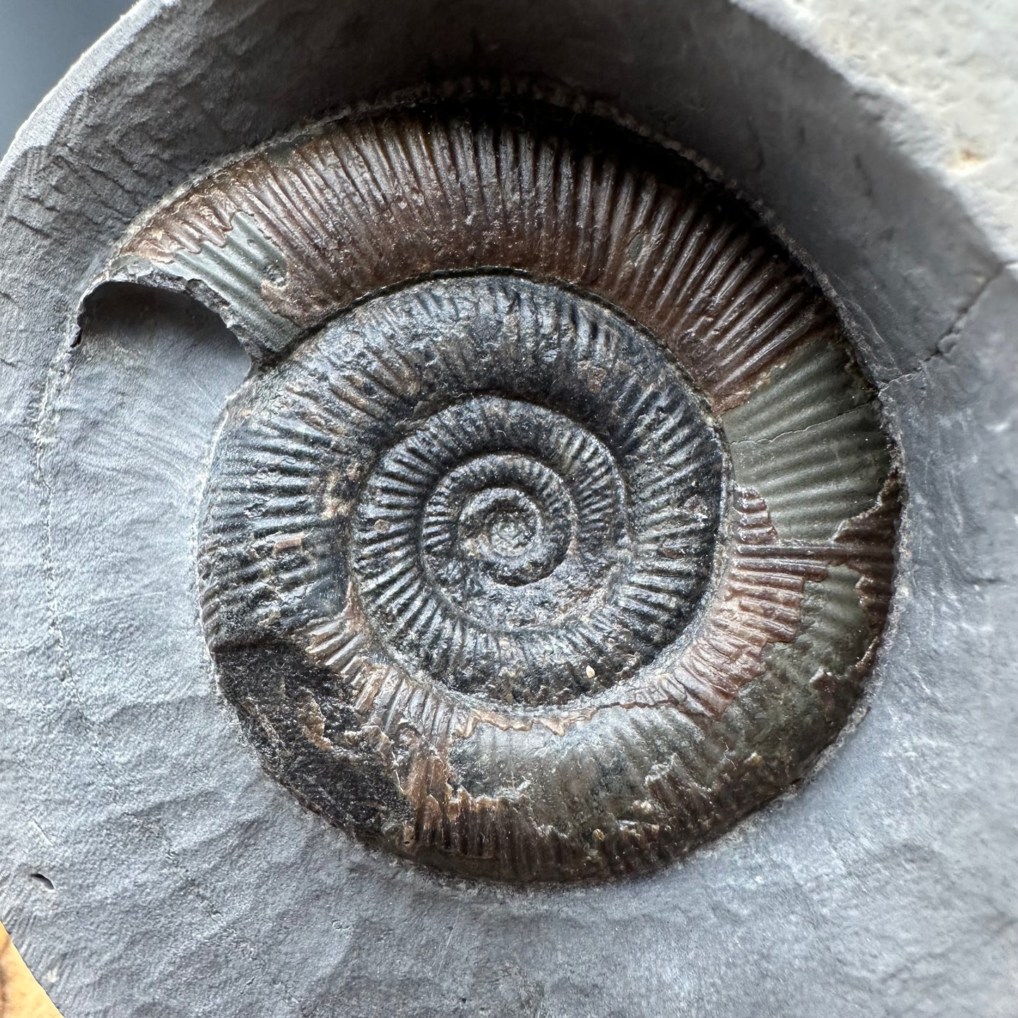 Dactylioceras tenuicostatum Ammonite fossil with box and stand - Whitby, North Yorkshire Jurassic Coast