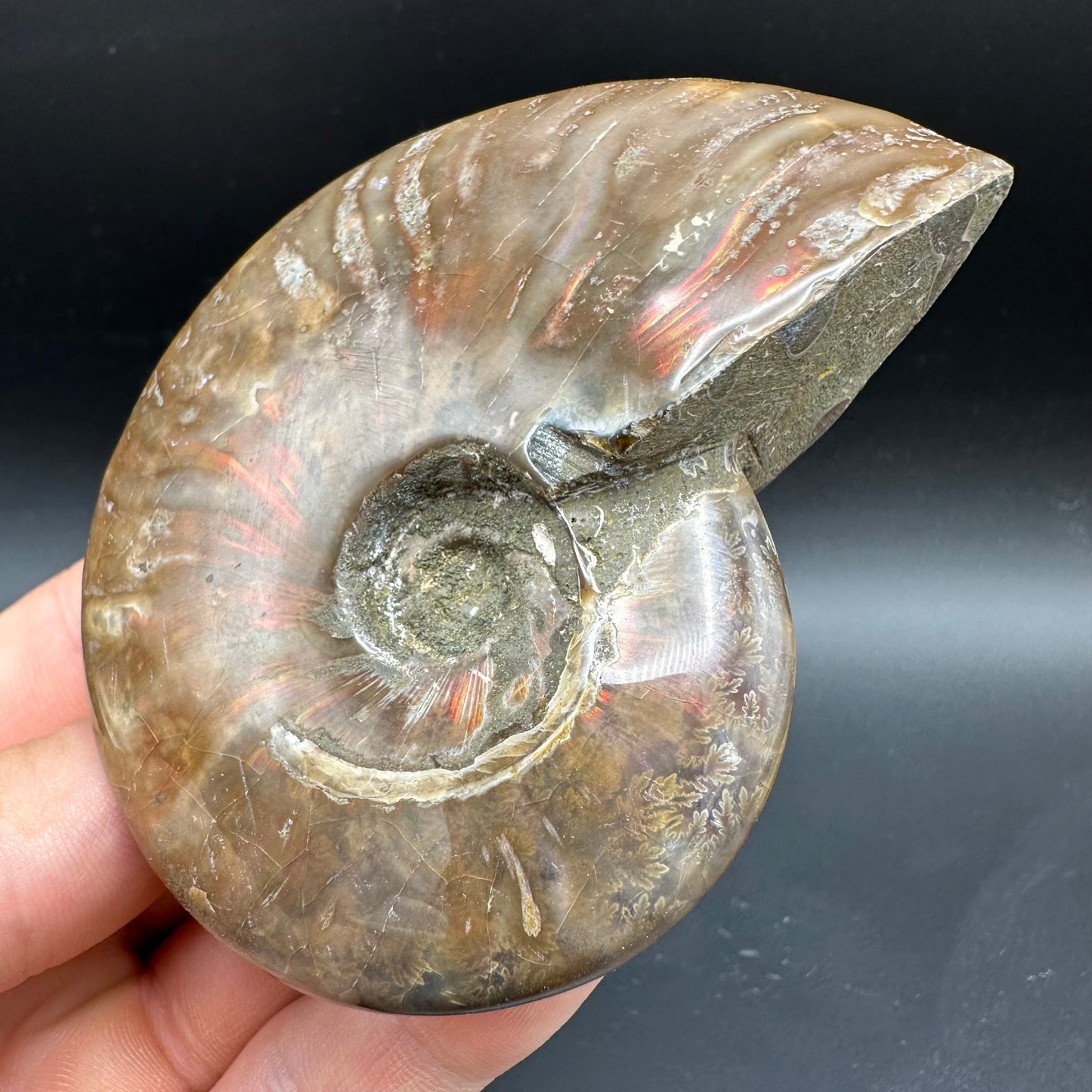Cleoniceras Ammonite Fossil With Box And Stand - Cretaceous Ammonite Madagascar