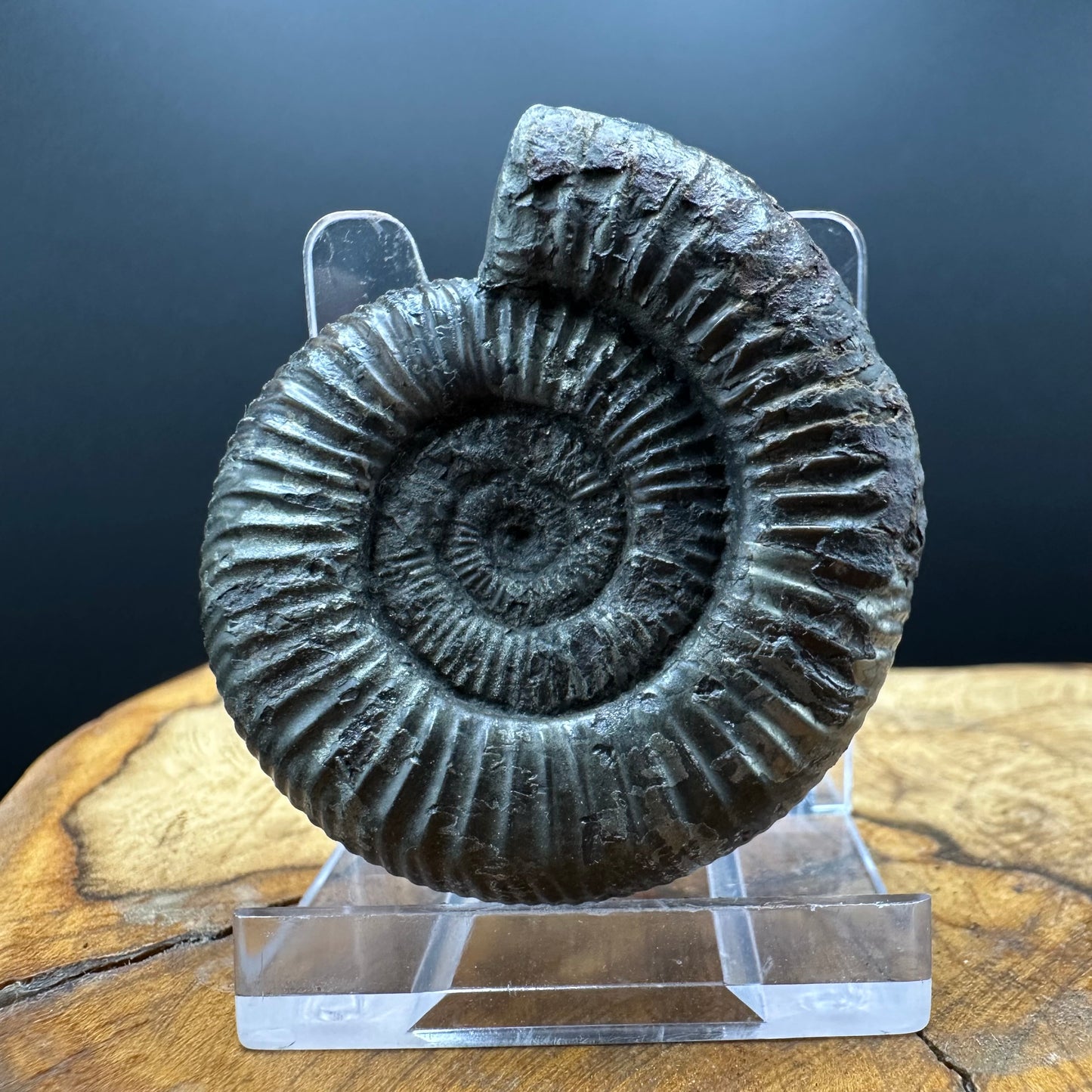 Dactylioceras Ammonite Fossil With box and Stand - Whitby, North Yorkshire Jurassic Coast Yorkshire Fossils