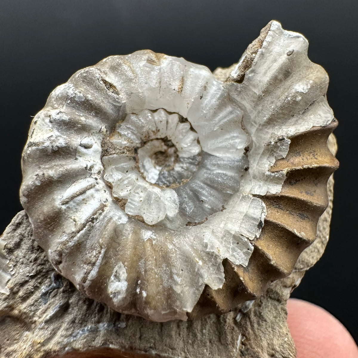 Androgynoceras capricornus Ammonite Fossil With Stand - Whitby, North Yorkshire Jurassic Coast Yorkshire Fossils