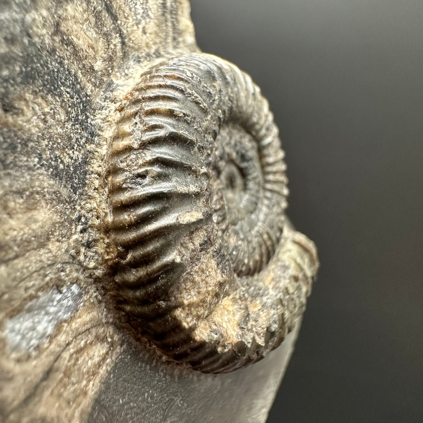 Dactylioceras Ammonite Fossil Gift Set - Whitby, North Yorkshire Jurassic Coast Yorkshire Fossils l