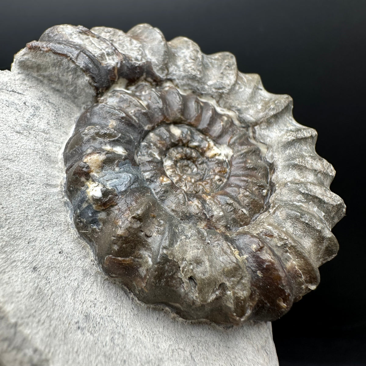 Androgynoceras maculatum ammonite fossil with box and stand - Whitby, North Yorkshire Jurassic Coast Yorkshire Fossils