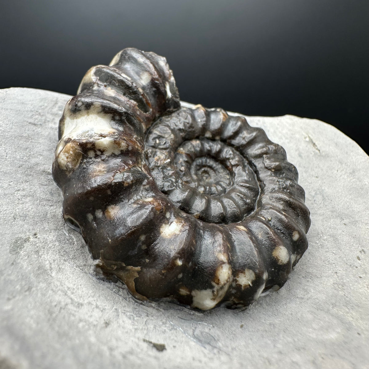Androgynoceras maculatum ammonite fossil with box and stand - Whitby, North Yorkshire Jurassic Coast Yorkshire Fossils