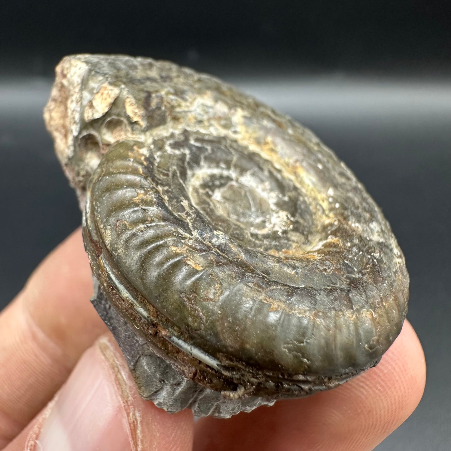 Hildoceras Bifrons Ammonite fossil with box and stand - Whitby, North Yorkshire Jurassic Coast, Yorkshire Fossils from the Jurassic Coast