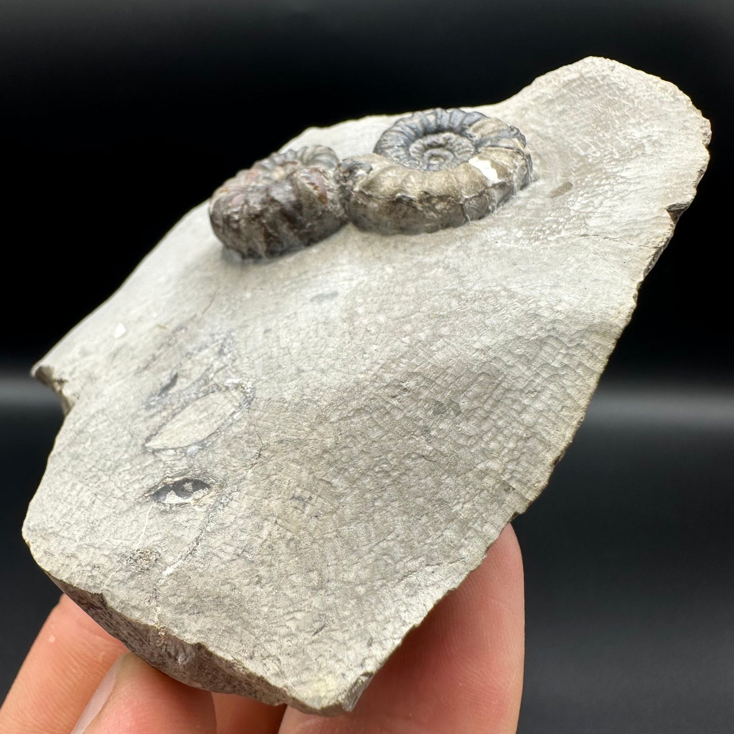 Androgynoceras maculatum ammonite fossil with gift box and stand - Whitby, North Yorkshire Jurassic Coast Yorkshire Fossils