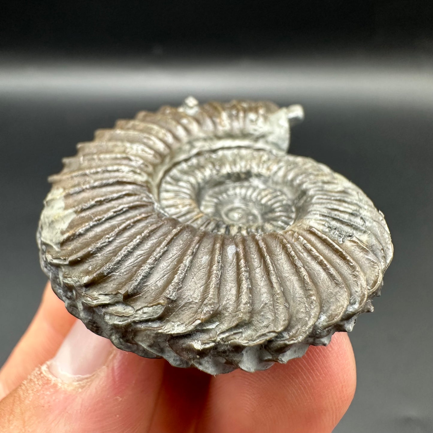 Schlothemia sp. ammonite fossil with box and stand - Whitby, North Yorkshire Jurassic Coast, Yorkshire fossils