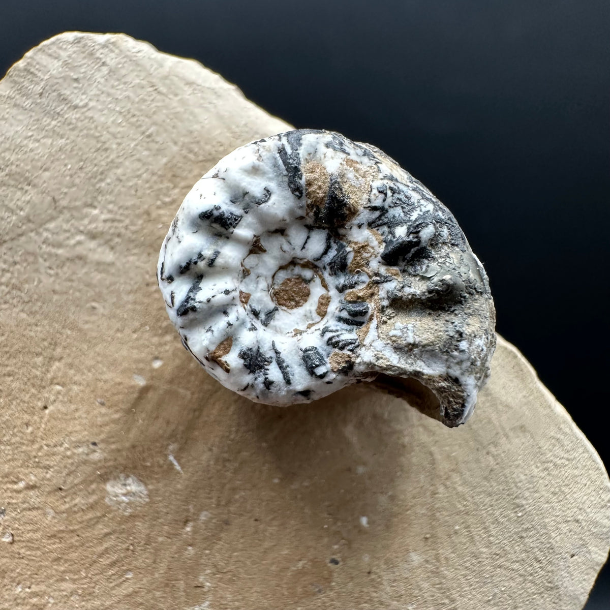 Amaltheus subnodosus Ammonite fossil with stand - Whitby, North Yorkshire Jurassic Coast Yorkshire Fossils